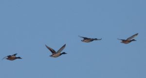 Wildenten