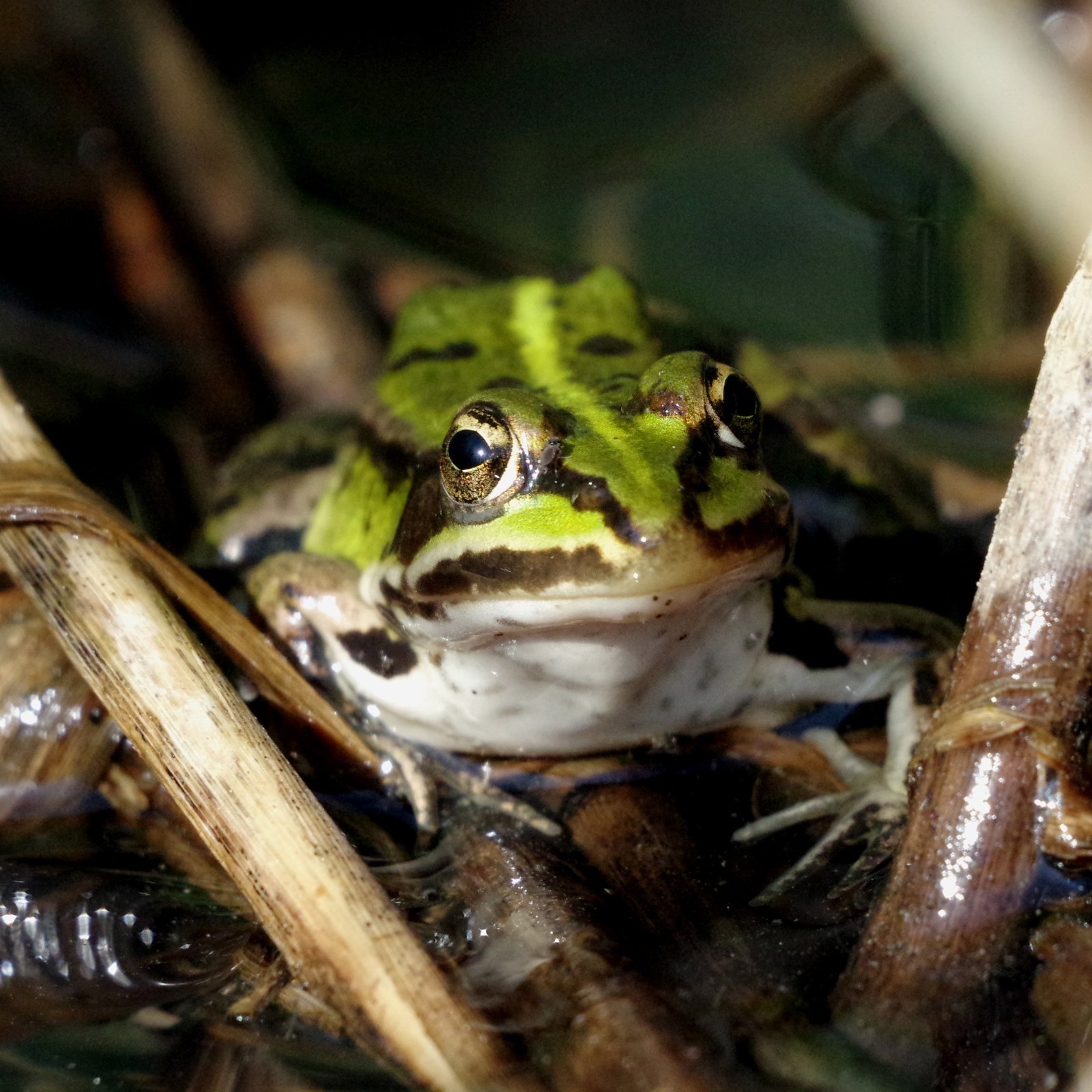Am Froschteich – Gemeinde Jelmstorf