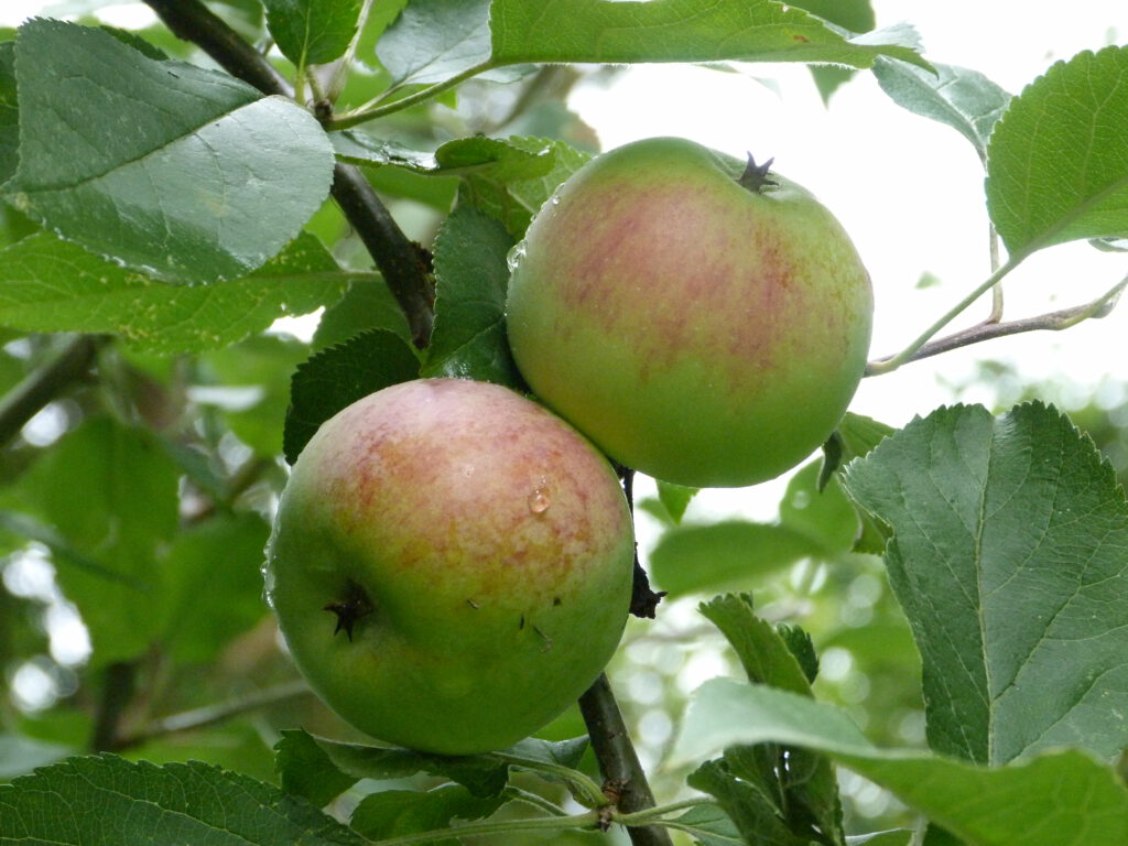 Apfelbaumpflanzung im Herbst